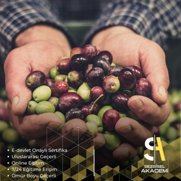 Zeytin İşleme Eğitimi Sertifika Programı
